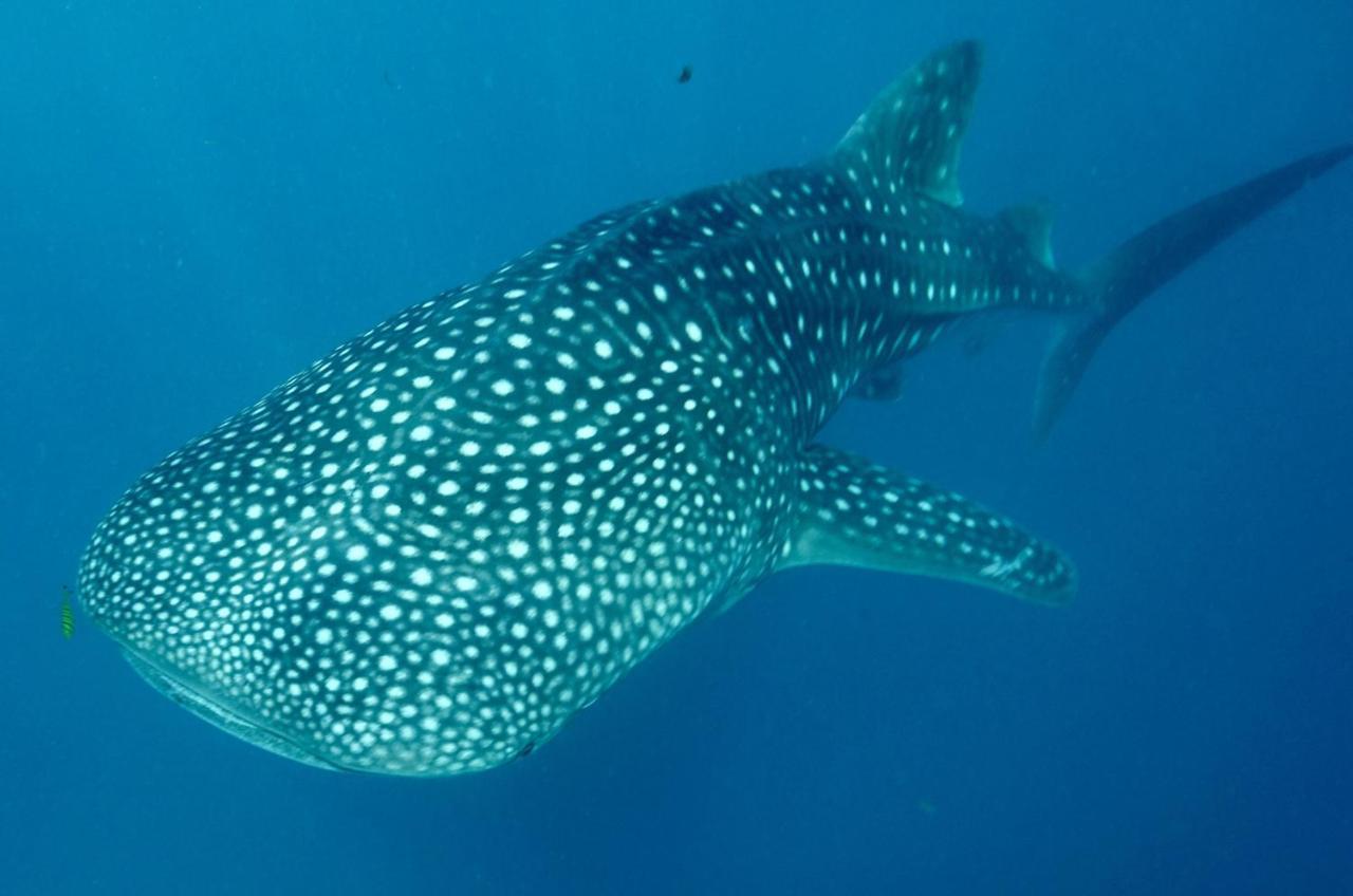 Afro Whale Shark Safari Bed & Breakfast Kilindoni Екстериор снимка